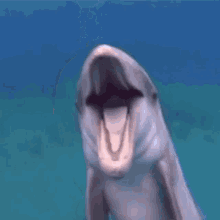 Literally a Dolphin Laugh