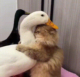Жареная уточка