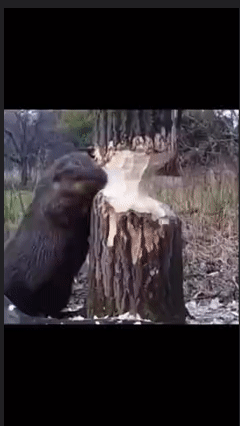 Бобёр
