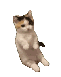 咪哦猫哦咪哦猫哦
