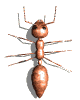 ANT
