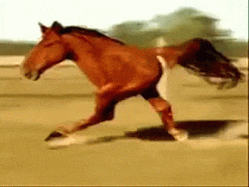 Cavalo (Rodrigo faro)