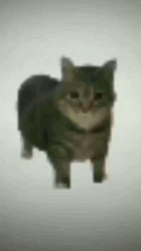 Spinning OIIAOIIA Cat