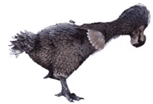 Dodo (Ark)
