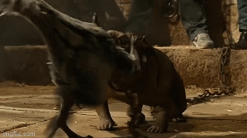 Oviraptor (Jurassic World)