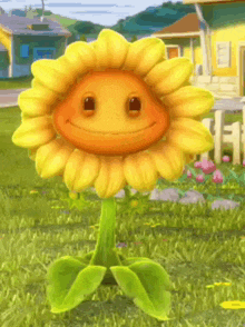 Sunflower