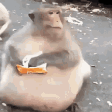 monkey sfx