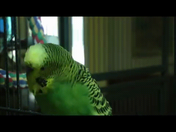 Disco the Parakeet