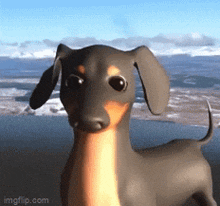Pepper (Dog of wisdom) 