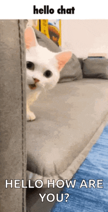 meow meow meow meow