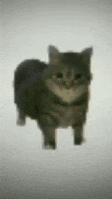 oiiaoiia cat