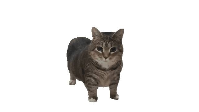 uia Cat meme (By Pupe)