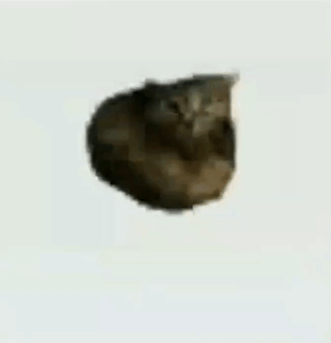 O I I A(Cat Meme)(Hifi-GAN)(32k)