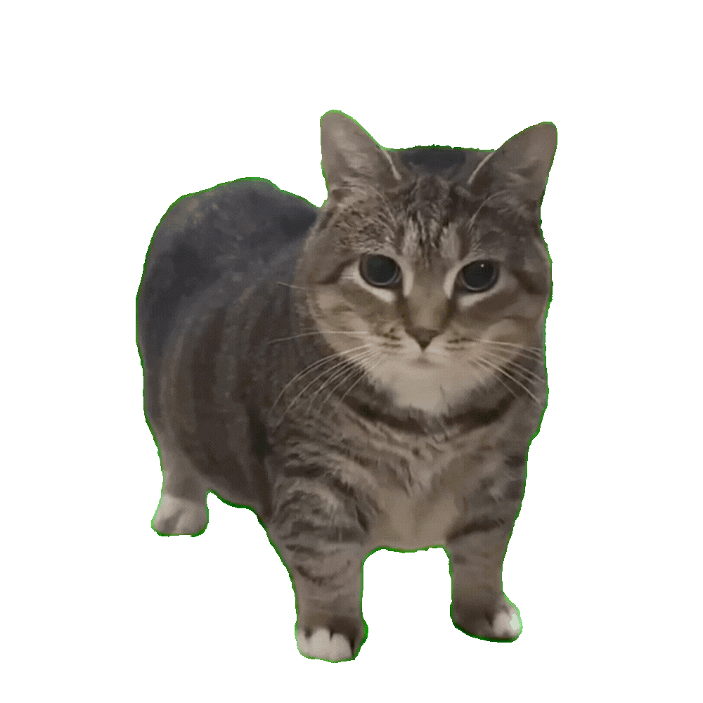OIIA Cat Meme